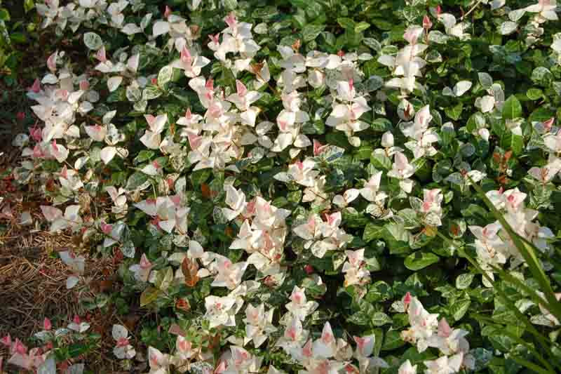 Trachelospermum Asiaticum Snow N Summer Asiatic Jasmine